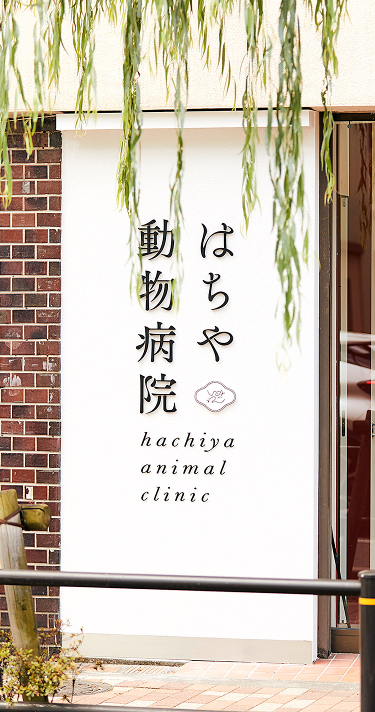 中野区 中野駅 東中野駅 はちや動物病院 犬 猫 日曜日も診療 中野区 中野駅 東中野駅 はちや動物病院 犬 猫 日曜日も診療